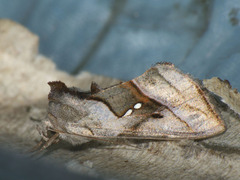 Macdunnoughia purissima