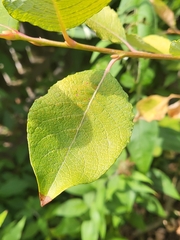 Salix caprea