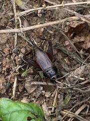 Gryllus pennsylvanicus