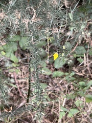 Ulex europaeus