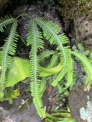 Dicranopteris linearis