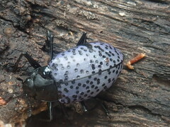 Cypherotylus californicus