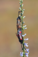 Zygaena sarpedon