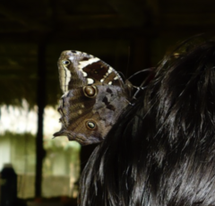 Opoptera