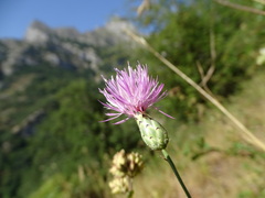 Mantisalca salmantica