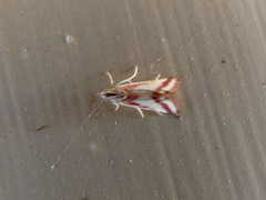Microtheoris vibicalis