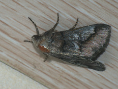 Protomiselia bilinea
