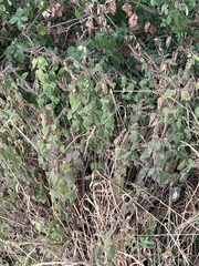 Teucrium scorodonia