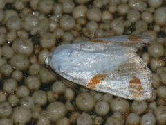 Sphragifera biplagiata