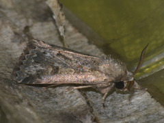 Spodoptera depravata