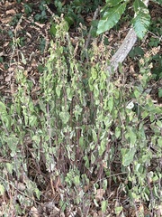 Teucrium scorodonia