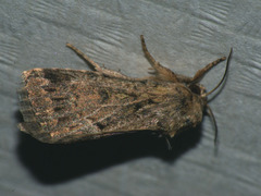 Spodoptera depravata