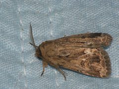 Spodoptera depravata