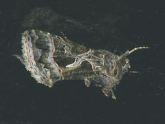 Thysanoplusia daubei