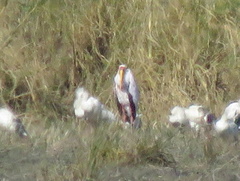 Mycteria ibis