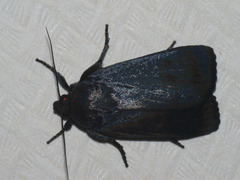 Amphipyra livida