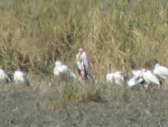 Mycteria ibis