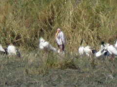 Mycteria ibis