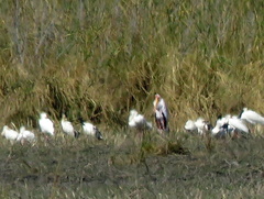 Mycteria ibis