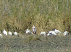 Mycteria ibis