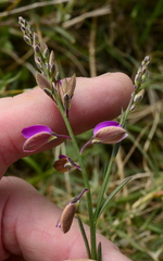 Polygala garcinii