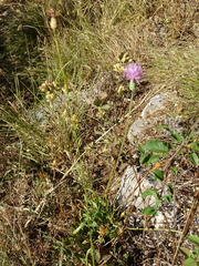 Mantisalca salmantica