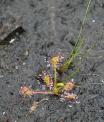 Drosera × obovata