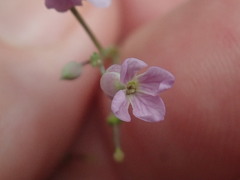 Hesperidanthus linearifolius