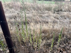 Erigeron sumatrensis
