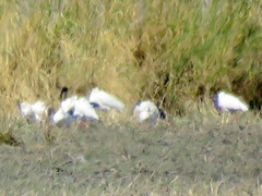 Threskiornis aethiopicus