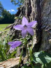Campanula poscharskyana