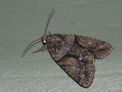 Cryphia receptricula