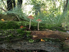 Psathyrella bipellis