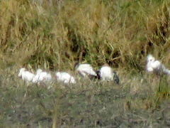Threskiornis aethiopicus
