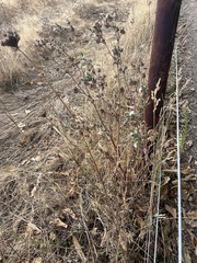 Helminthotheca echioides