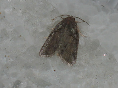 Bryophila rectilinea