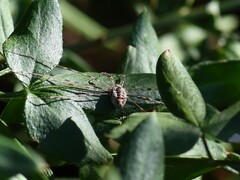 Dicranopalpus ramosus