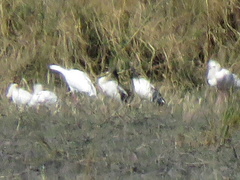 Threskiornis aethiopicus