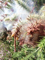 Tetranychus lintearius