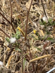 Helminthotheca echioides