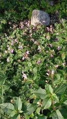Impatiens balfourii