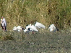 Threskiornis aethiopicus