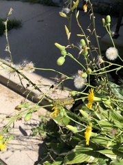 Melanoplus differentialis