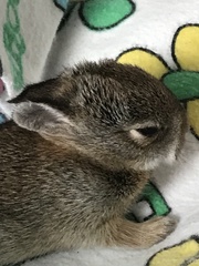 Sylvilagus floridanus