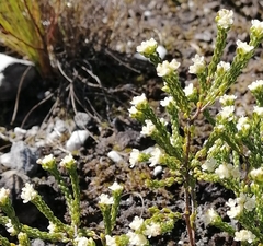 Phylica ericoides