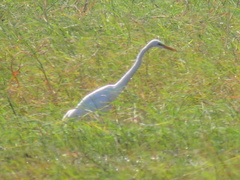Ardea alba melanorhynchos