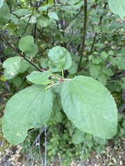Ceanothus sanguineus