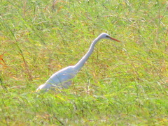 Ardea alba melanorhynchos