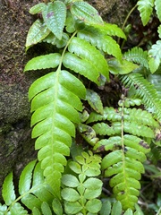 Cyathea grandifolia