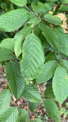 Carpinus caroliniana